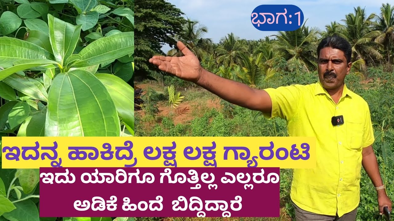 ಒಂದು ಎಕರೆ ಇದಕ್ಕೆ ಅಂತ ಮೀಸಲಿಟ್ಟಿದ್ದೇನೆ ಯಾರು ಇಷ್ಟು ದೊಡ್ಡದಾಗಿ ಈ ಬೆಳೆಯನ್ನ ಹಾಕಿಲ್ಲ... ಇದರಿಂದ ಮೂರು ರೀತಿಯ..!