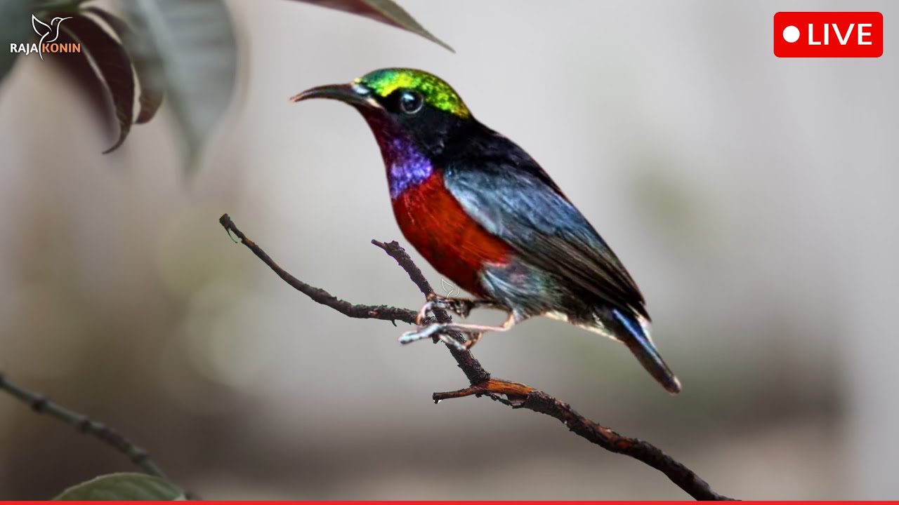 Breathtaking Beautiful Birds | Pure Nature | Stress Relief | Relaxing Birds Sounds | Magical Nature