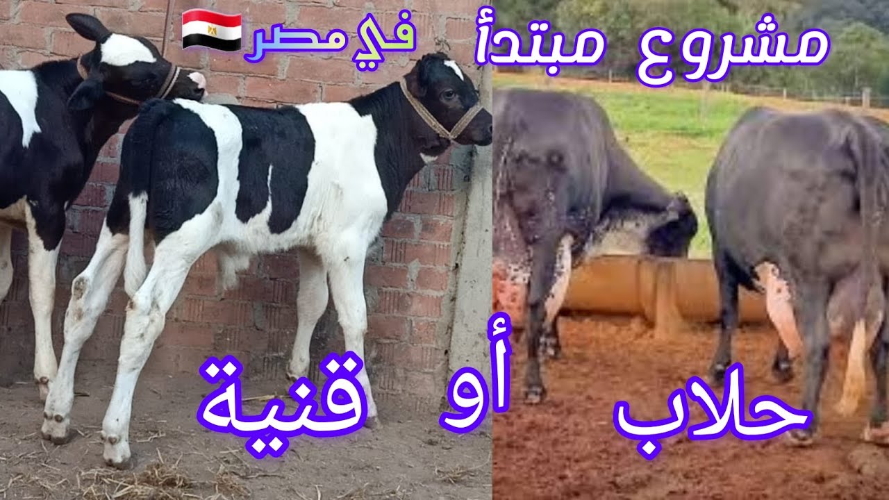 نبدأ قنيه ولا حلاب نصيحه للمبتدأ #منارة الريف المصري