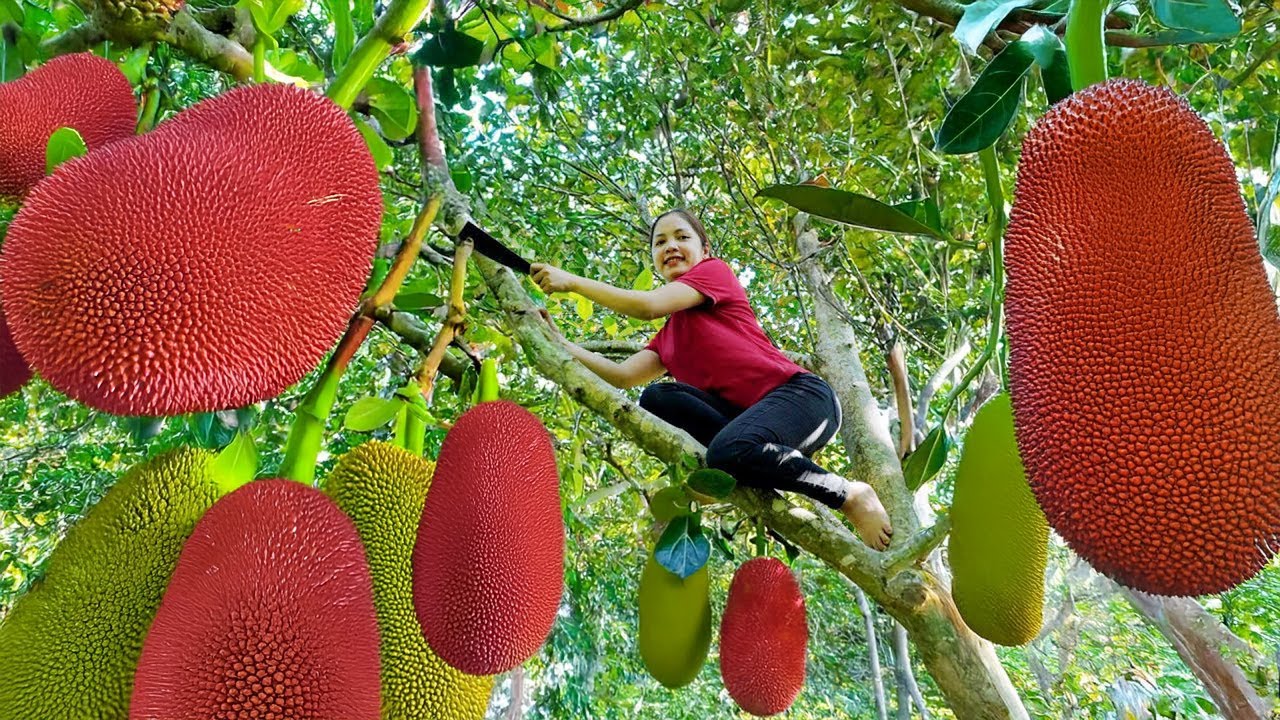 Harvesting Many Jackfruits Goes To Market Sell | Harvesting & Cooking | Hanna New
