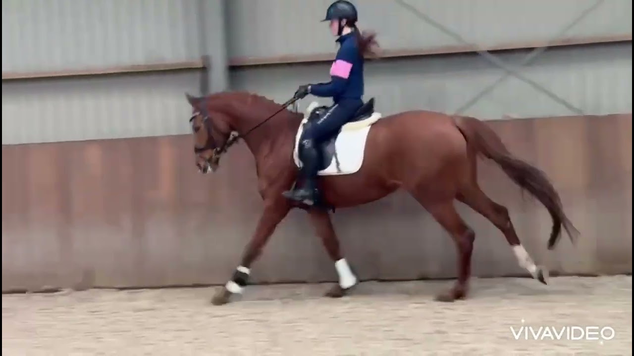 Sto född 2019 De Niro blod 