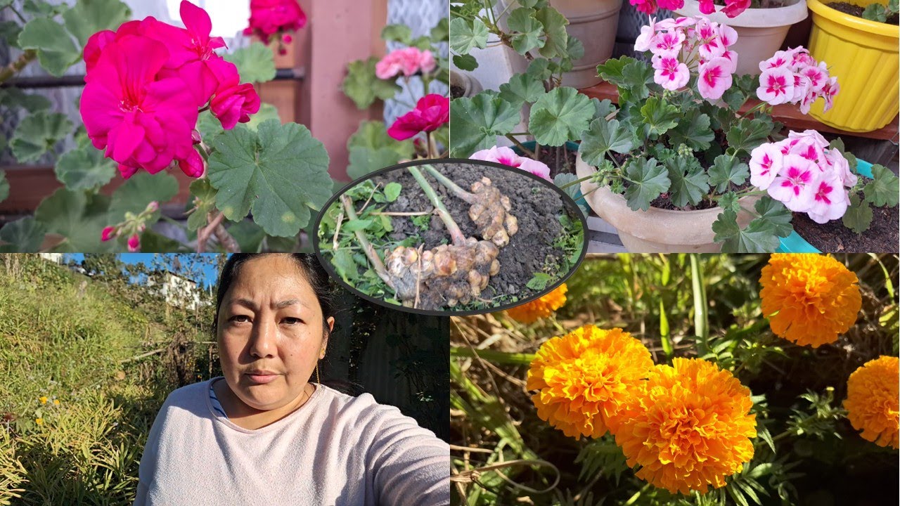 BEAUTIFUL GERANIUM FLOWERS BLOOMING❤️ UPDATE || GINGER GARDEN VISITING🫚 