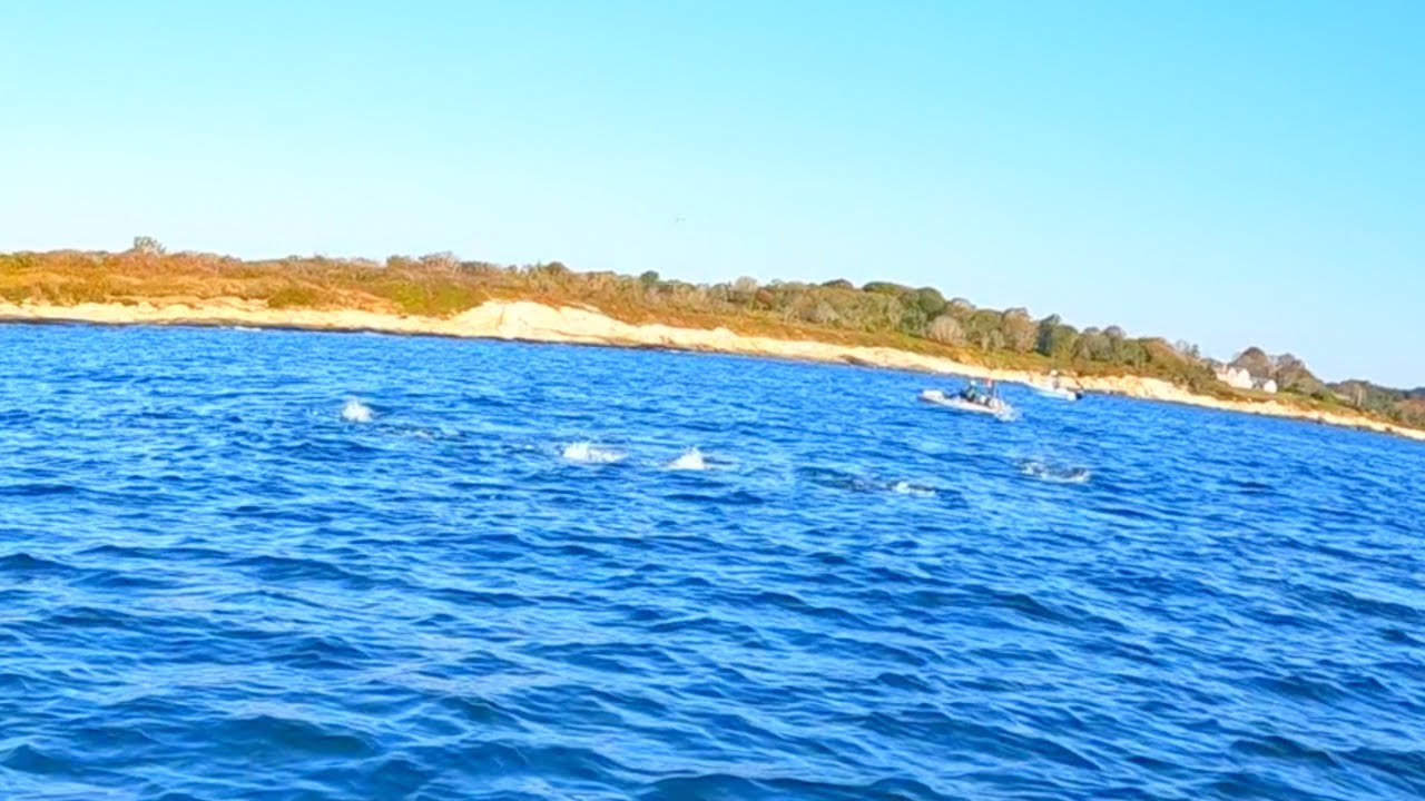 Epic Albie Feeding Frenzies! Rhode Island Fall Run Fishing 2022