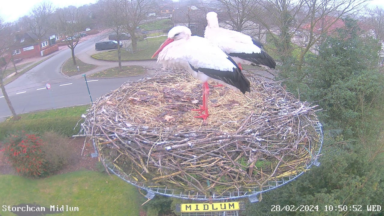 Midlum Storchcam