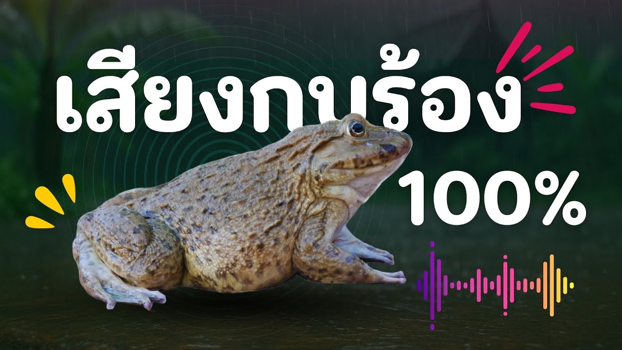 เสียงกบร้อง 100%  เอาไว้ต่อกบ จับกบตอนกลางคืน