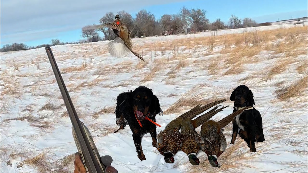 Wild Late Season Rooster Hunting! 