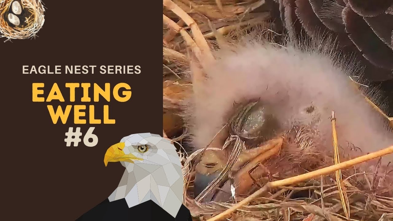 Eagle Nest Series #6 | The duo is eating well and growing fast! ~ 3-30-2021