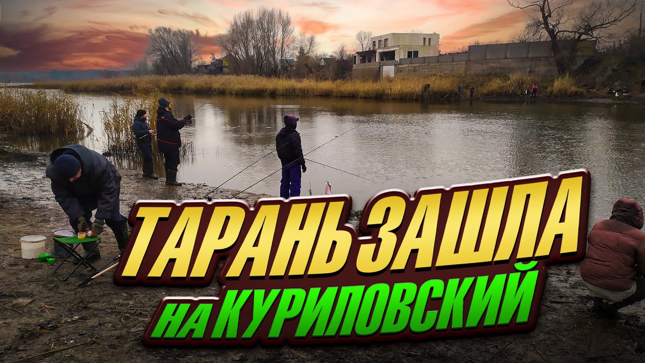 ТАРАНЬ ЗАШЛА на КУРИЛОВСКИЙ котлован