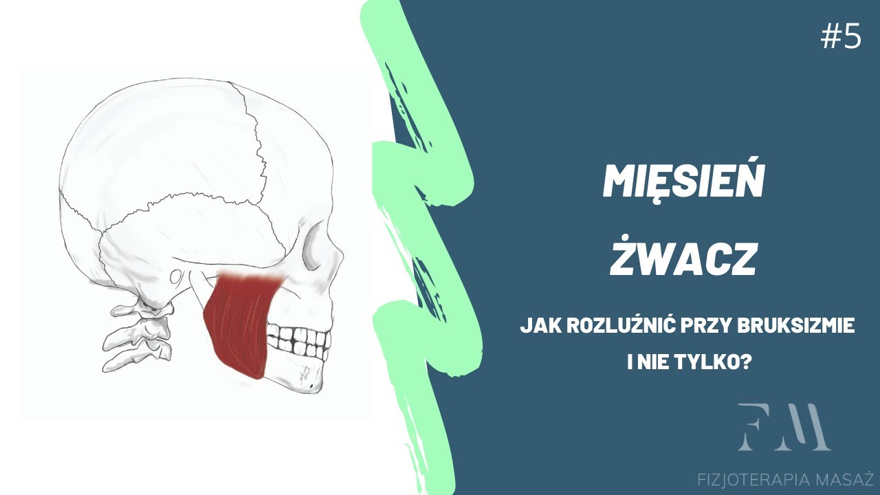 Żwacz-anatomia, autoterapia.Jak szybko i skutecznie pozbyć się napięcia (bruksizm,bóle głowy,zębów).
