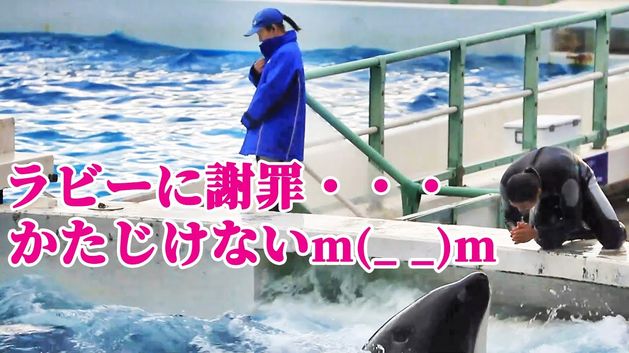 シャチに謝るトレーナーさんステキすぎる♥ 鴨川シーワールド シャチショー KamogawaSeaWorld  orca killerwhale