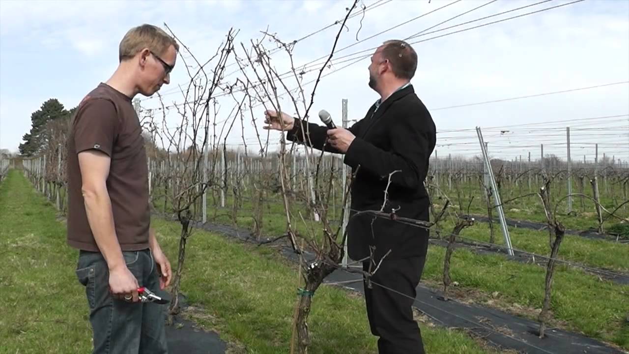 Winescape - A Year in the Life of a Vineyard - Upperton Vineyards