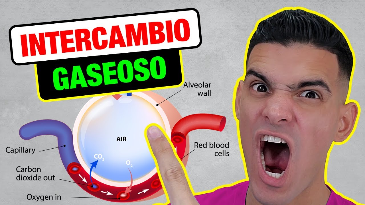 INTERCAMBIO GASEOSO o HEMATOSIS. ¿CÓMO OCURRE? (La EXPLICACIÓN MÁS FÁCIL).
