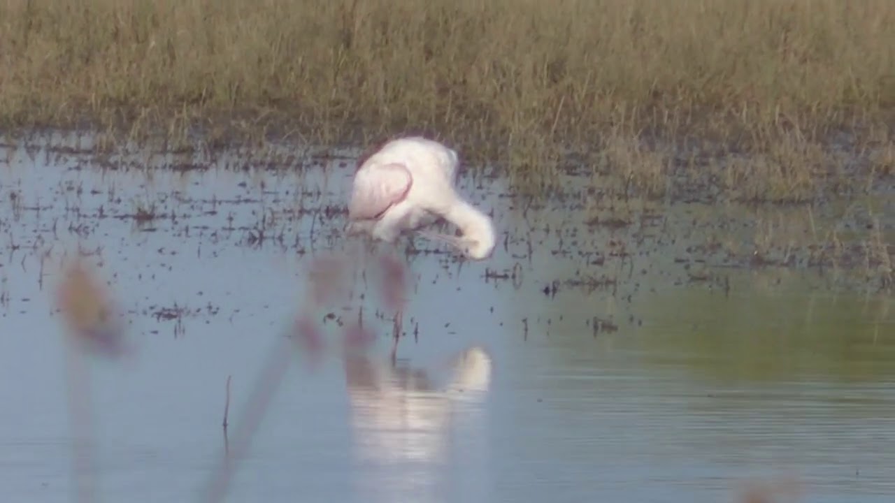 Paisajes, flora y fauna del Arroyo Cululú Santa Fe Argentina Parte 2 2020