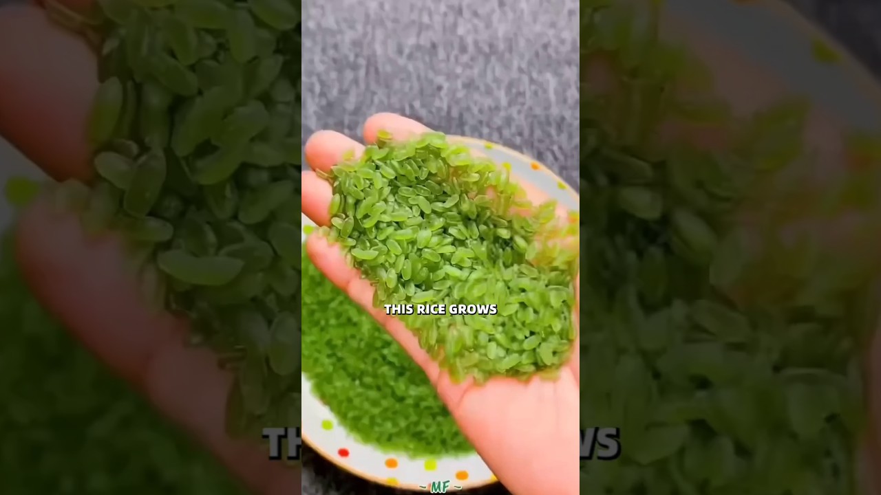 Bamboo Rice