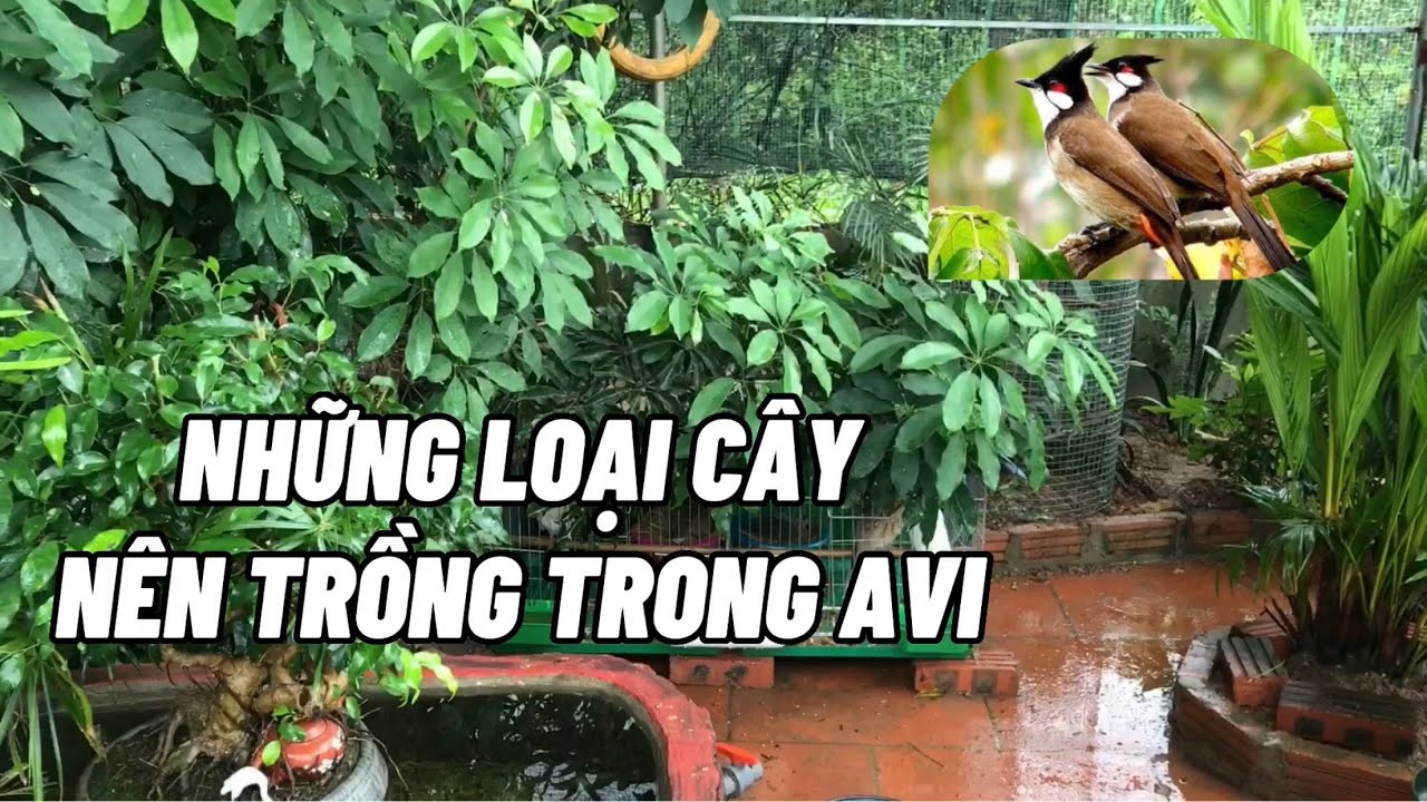 Trồng c&acirc;y g&igrave; trong Avi m&agrave; chim kh&ocirc;ng vặt l&aacute;?