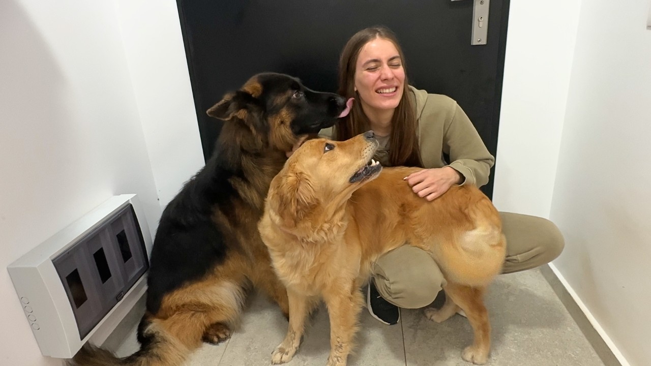 JOYFUL MEETING Dogs and OWNER after a long time