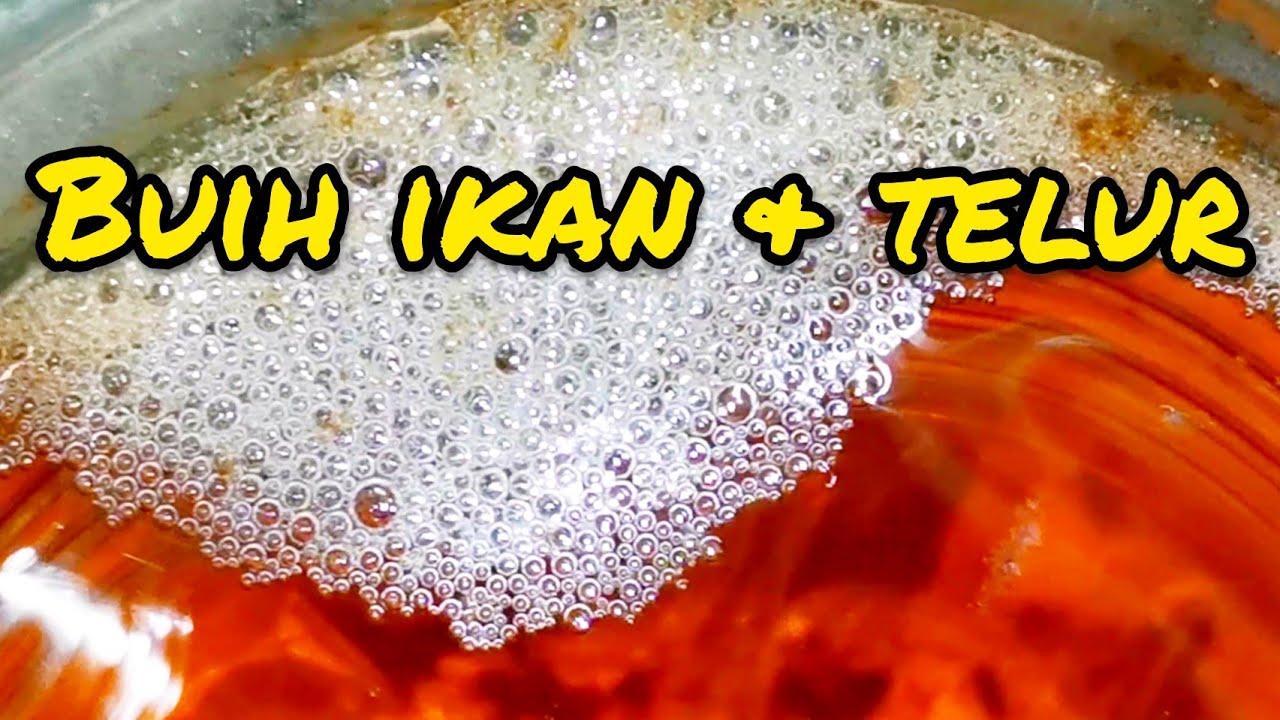 Kenali buih dan telur ikan laga. Betta fish.