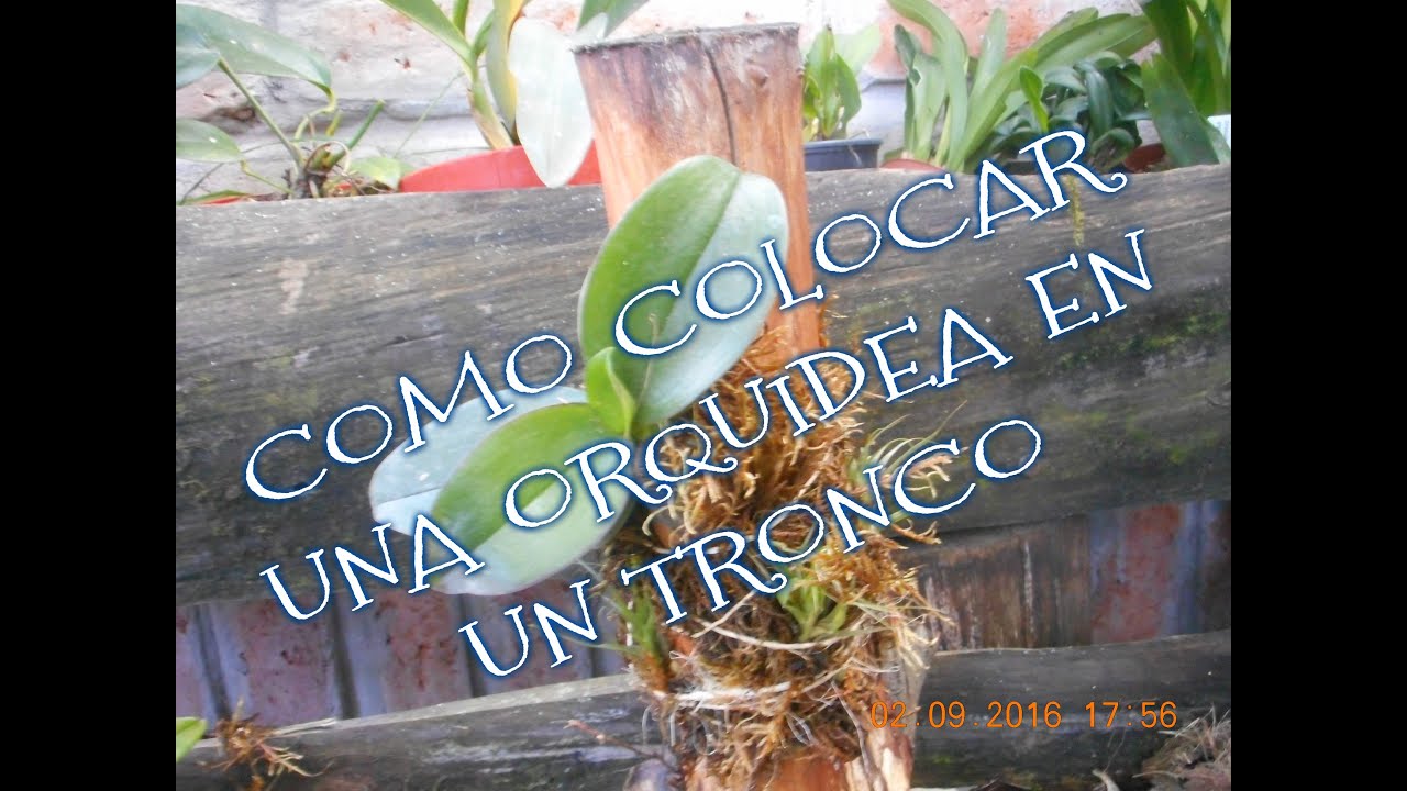 PASO A PASO : Cómo colocar una orquídea en un tronco || Orquiplanet