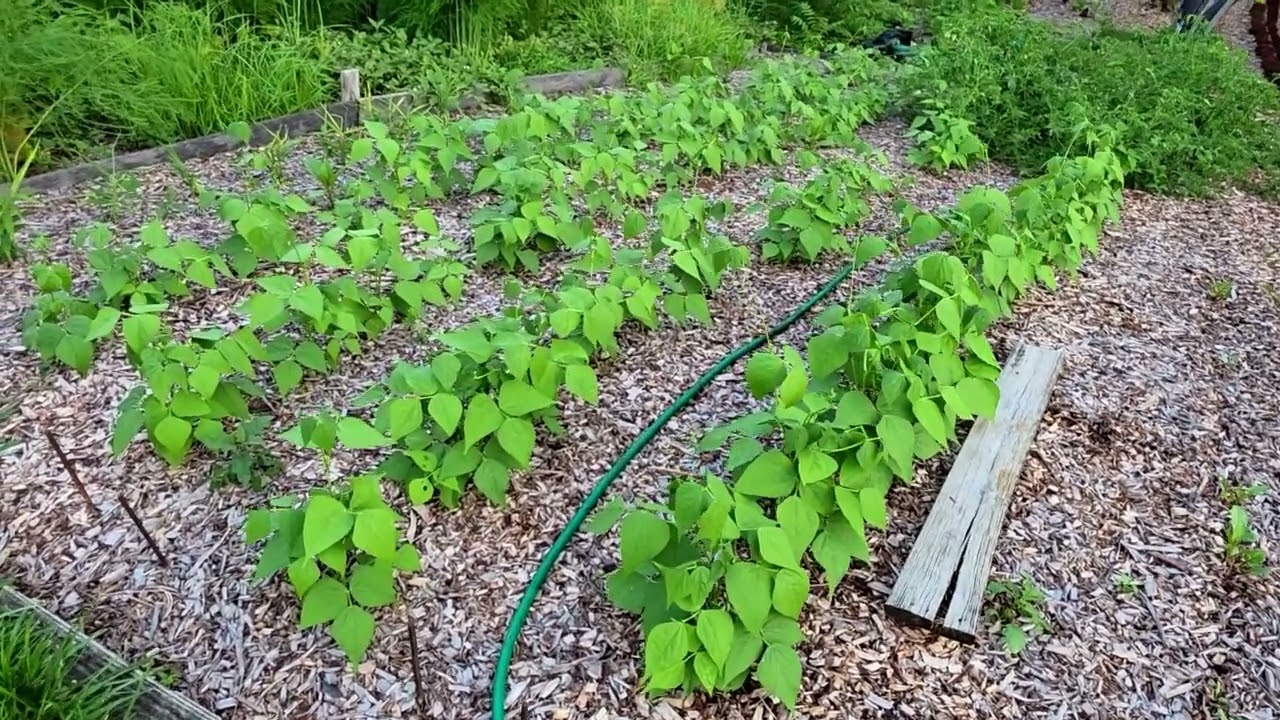 Farmers' Market Update & What's Growing!  8-20-26