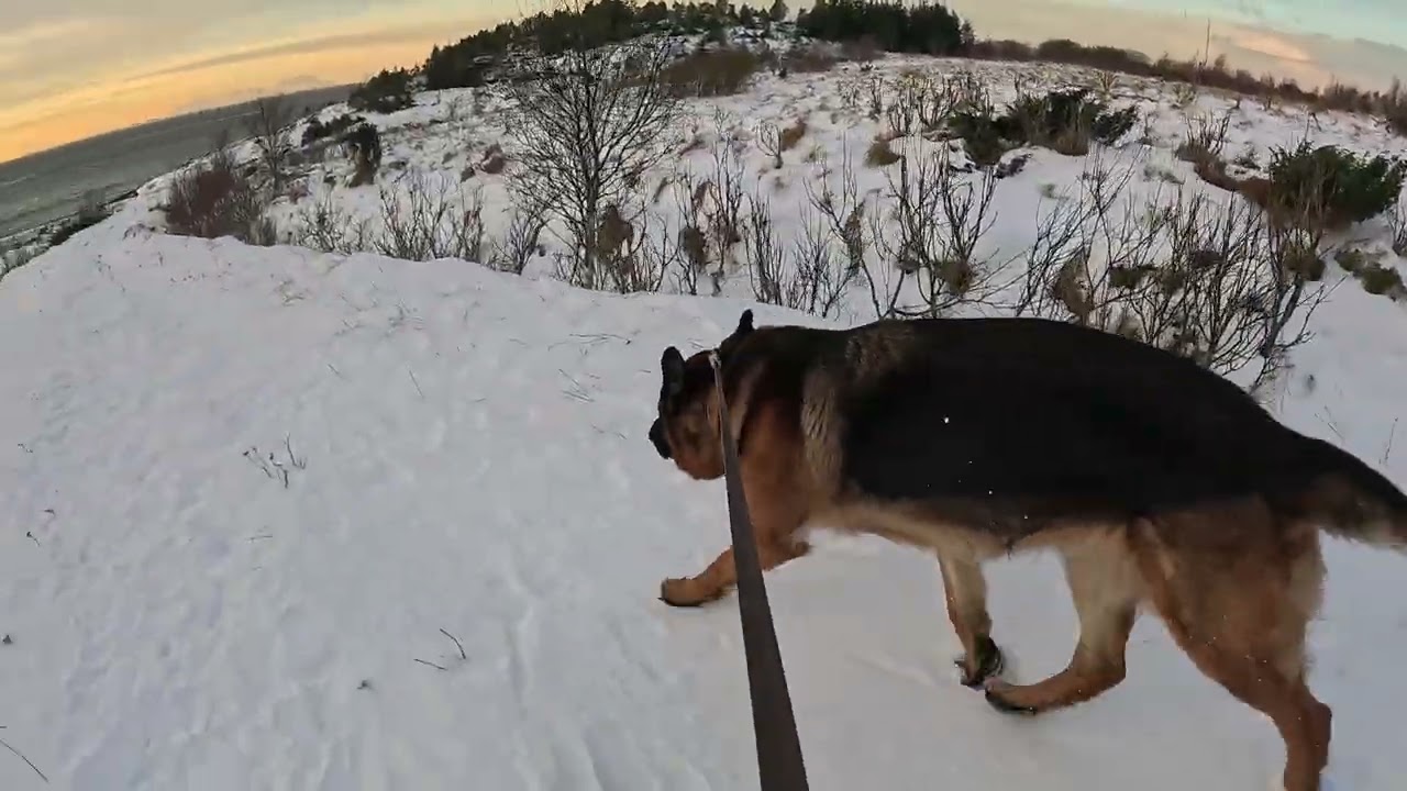 German shepherd on walk. Eros på tur.09.01.2026. welcome to winter land. -2 degrees