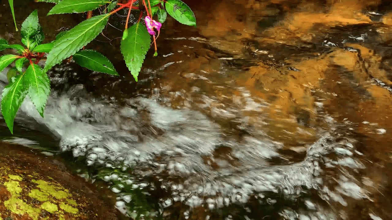 Quiet Jungle River ASMR 🐦 Flowing Water & Bird Sounds for Sleep