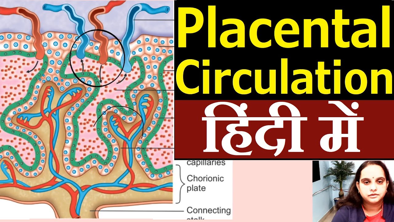 Placental Circulation in Hindi | Nursing Lecture