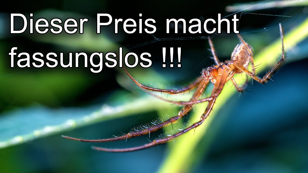 Das günstigste Objektiv für Makro Vollformat?😨 Pergear 60mm Super Makro