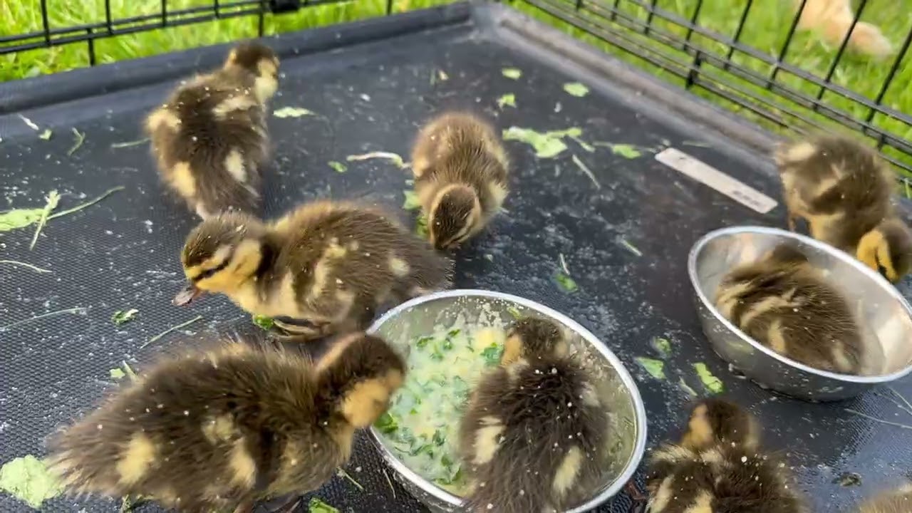 The Growth Story of Wild Duck