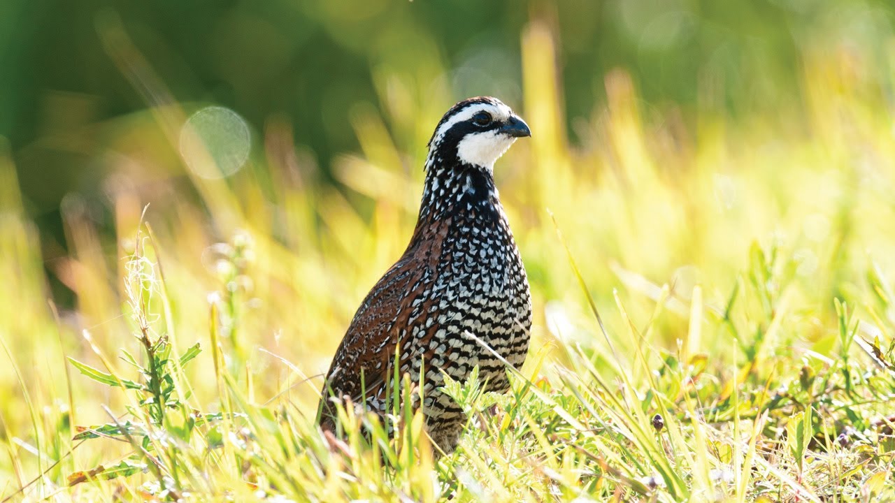 Good and Bad Quail Habitat