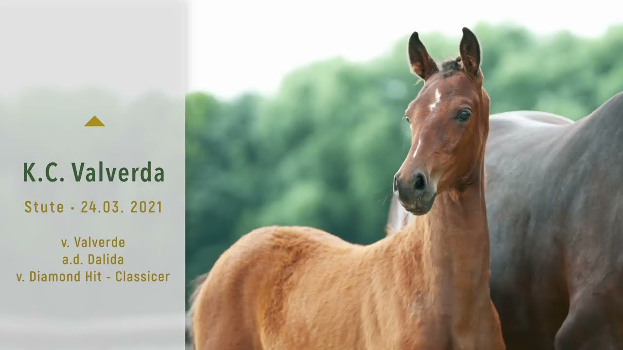 Stutfohlen Valverda von Valverde aus der Dalida