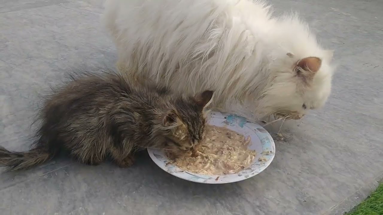 Feral Cat Meowing For The First Time For Food Starting To Trust Humans Again