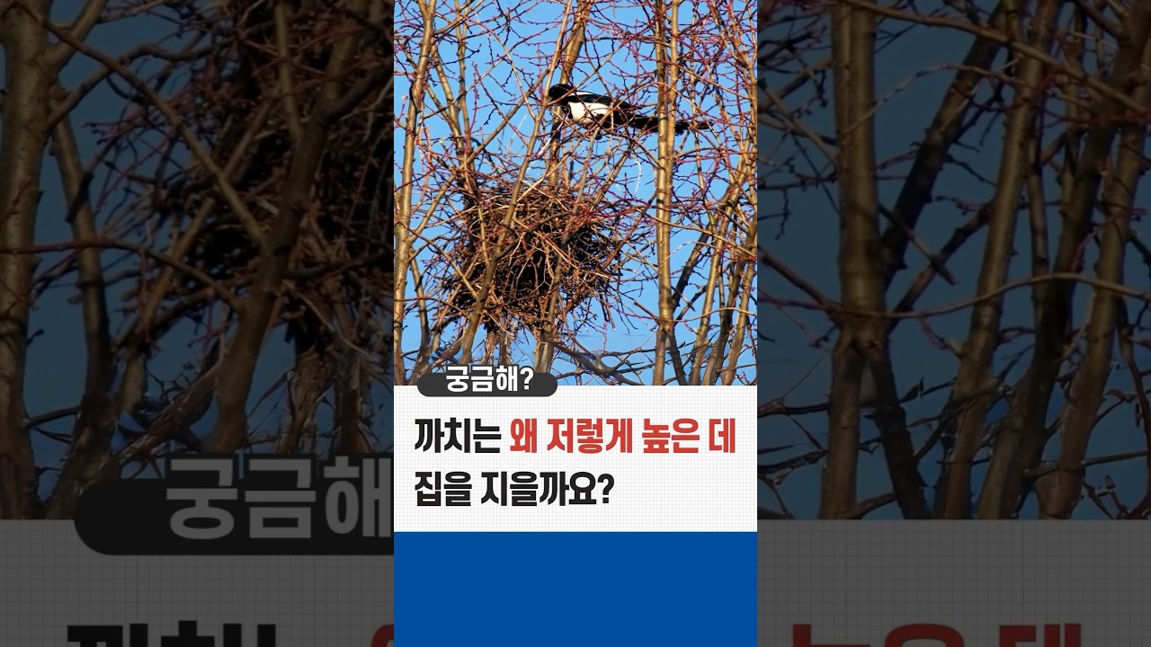 까치는 왜 저렇게 높은 데 집을 지을까요? 하늘 꼭대기 위, 까치가 짓는 놀라운 집