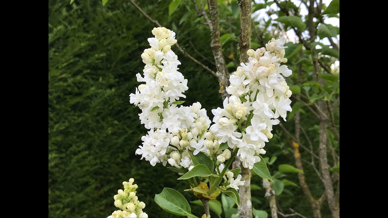 Lilas commun 'Syringa vulgaris Mme Lemoine' Les abeilles se pavanent