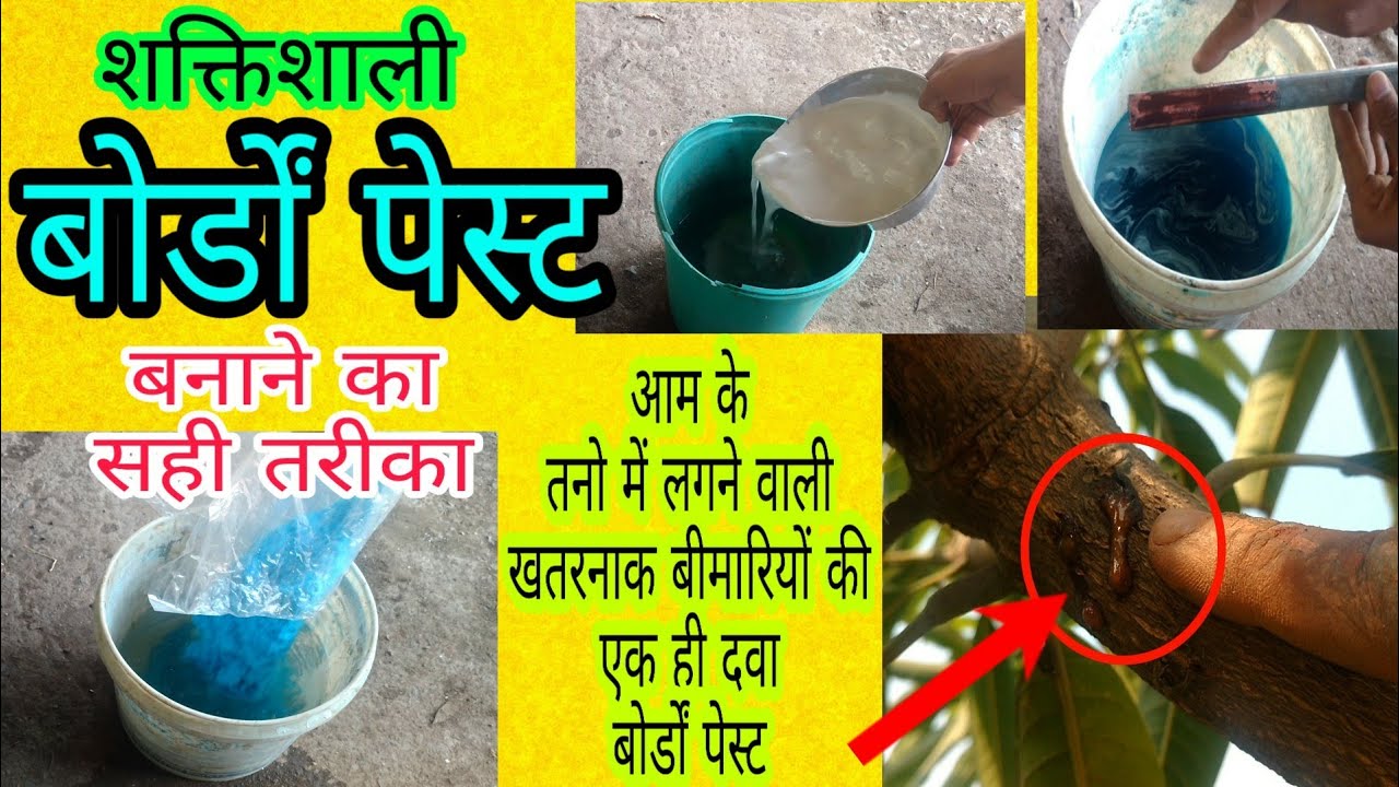 बोर्डों पेस्ट बनाने का तरीका | Preparations of Bordeaux Paste | Bordeaux paste for mango diseases