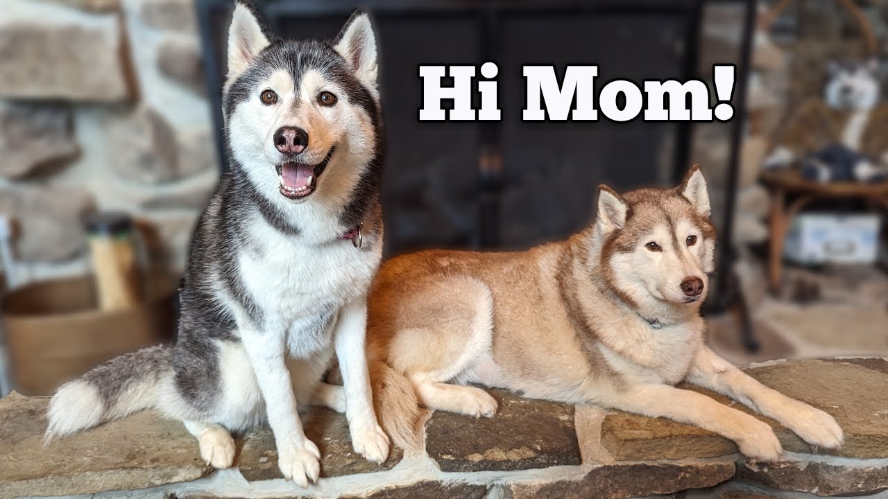 My Dog Reunited with her REAL Mom: The Most Adorable Video You'll See All Day