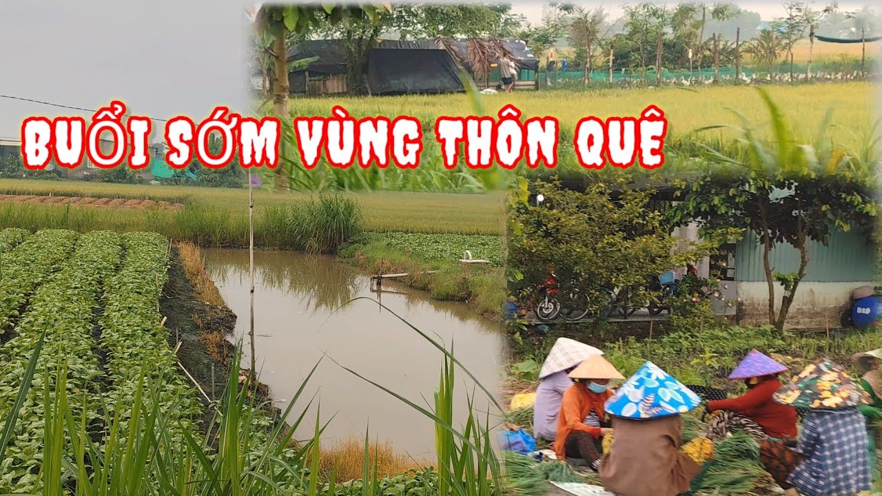 🌿|55| Buổi sớm ở vùng thôn quê miền Tây.
