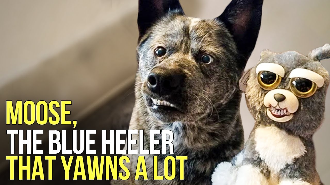 Meet Moose. He's a special Blue Heeler rescue dog who yawns a lot.