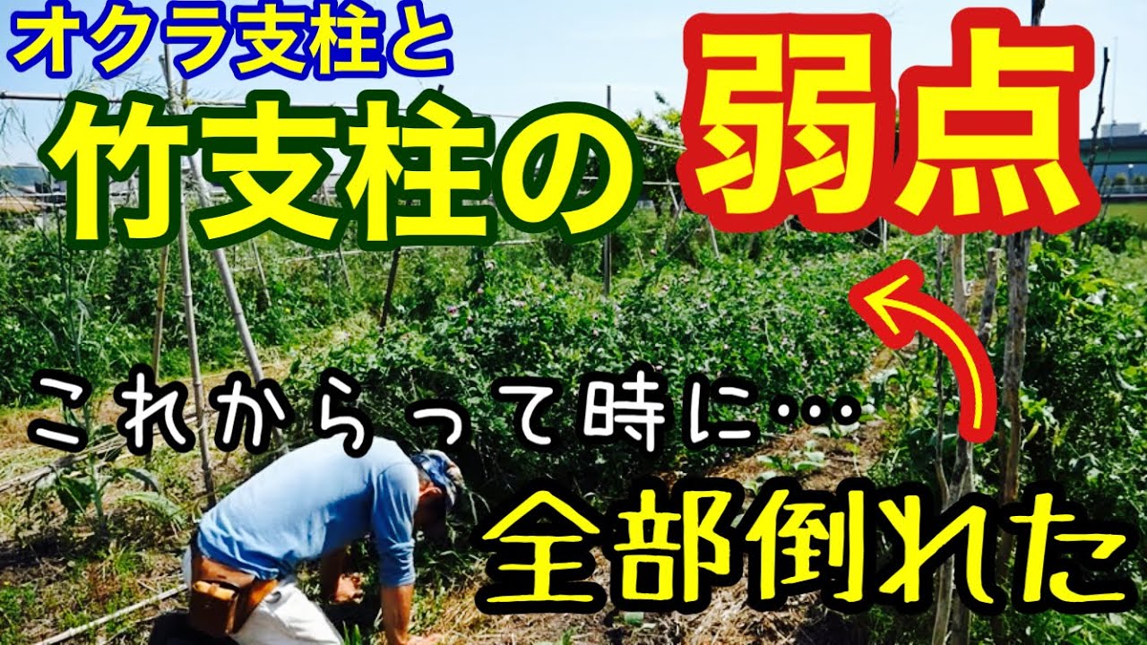 竹支柱の弱点とオクラの茎を支柱にする難しさ/天気の話【自然農・エンドウ栽培】2022年5月2日