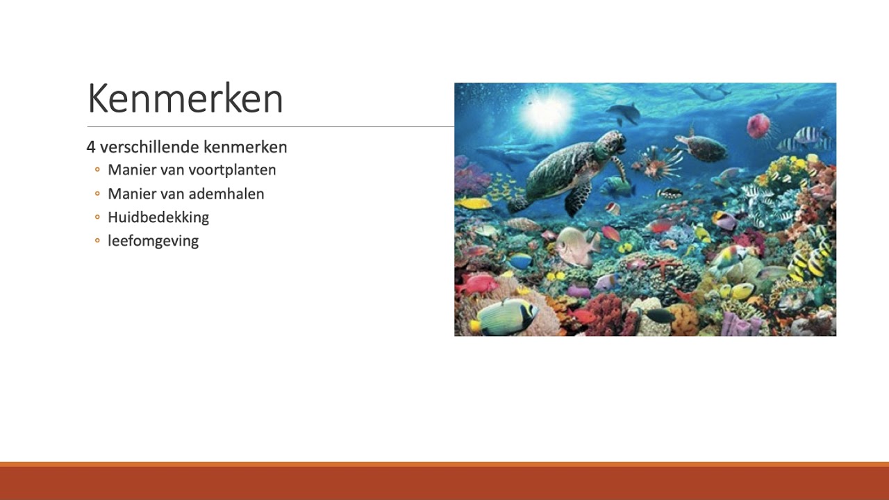 4.6 - Gewervelde dieren