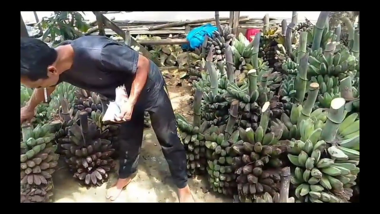 PISANG AMBON WARANGAN 4 TANDAN 600 RIBU