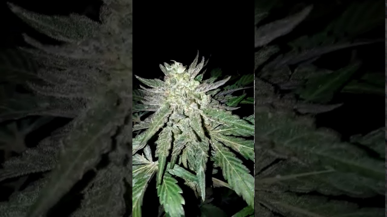 Sweet buds(2)