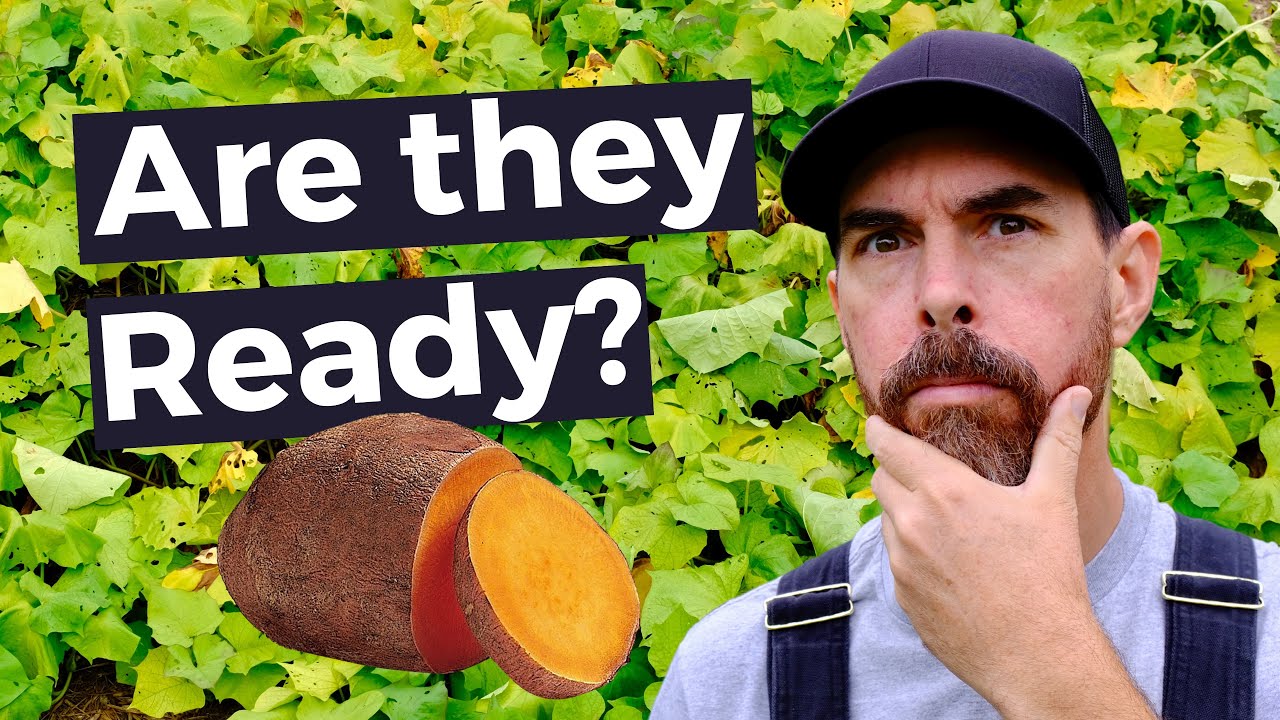 HOW DO YOU KNOW WHEN SWEET POTATOES ARE READY TO HARVEST?