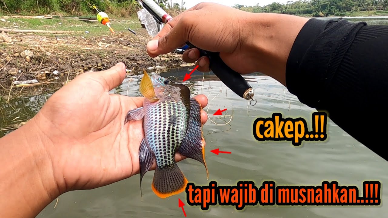 JANGAN DIRILIS‼️DAPAT IKAN INI LEBIH BAIK DIGORENG || mancing ikan red devil NAHOL MANIA