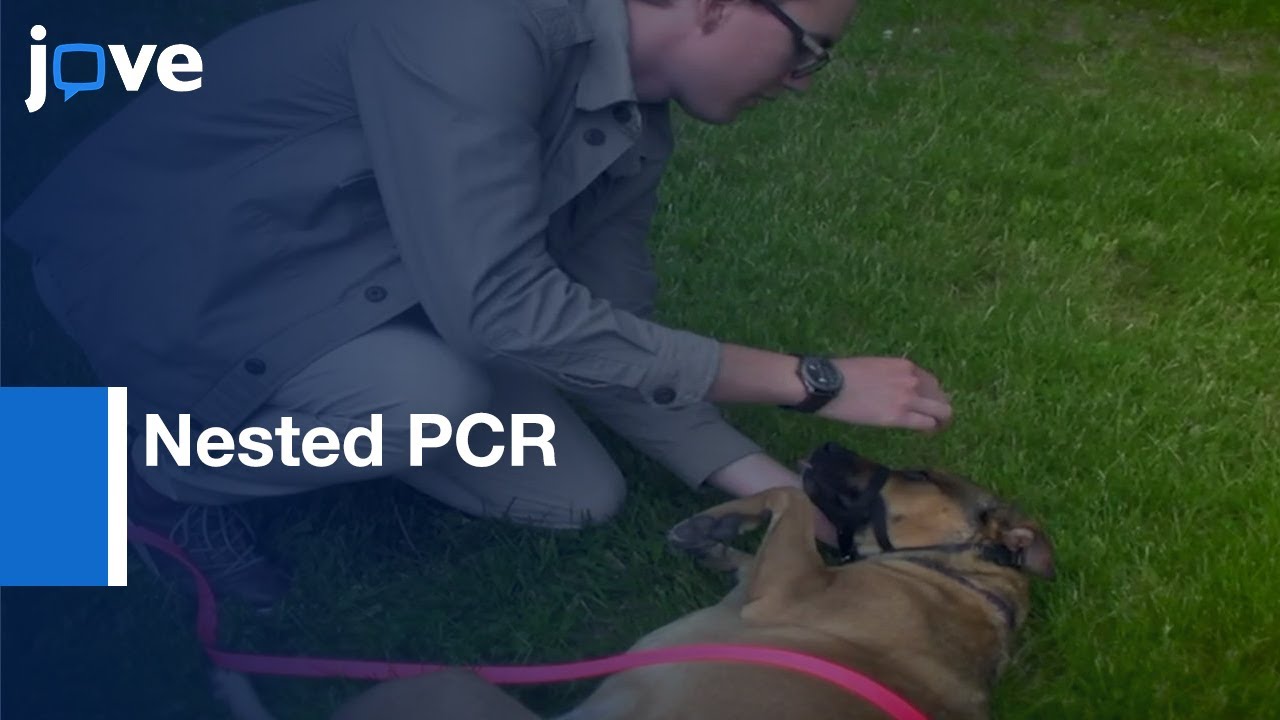 Detecting Lyme Disease Spirochete, Borrelia Burgdorferi In Ticks Using Nested PCR l Protocol Preview