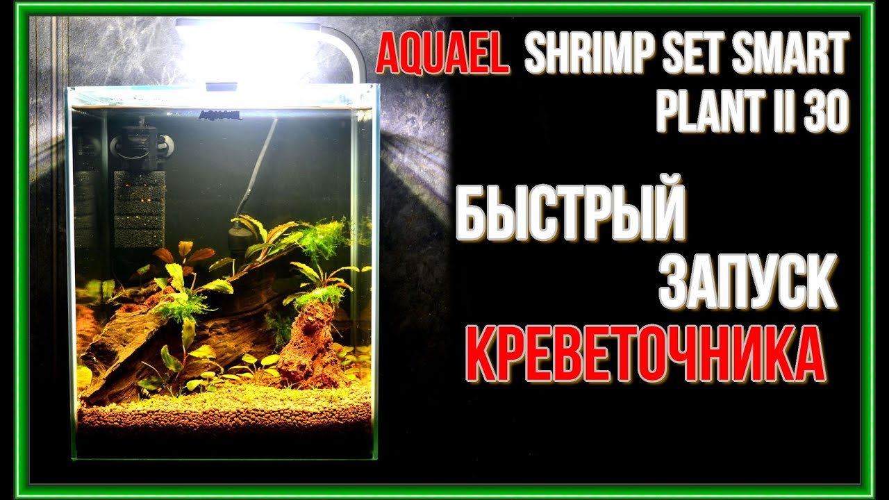 Запуск креветочника на 30 литров. AQUAEL SHRIMP SET SMART PLANT II 30.