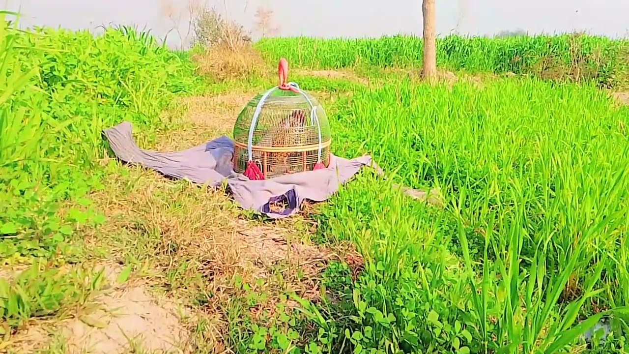 Kala tatter ke awiz subhanallah Mashallah #islamiq awiz# azan ka waqt# Mashallah #birds 