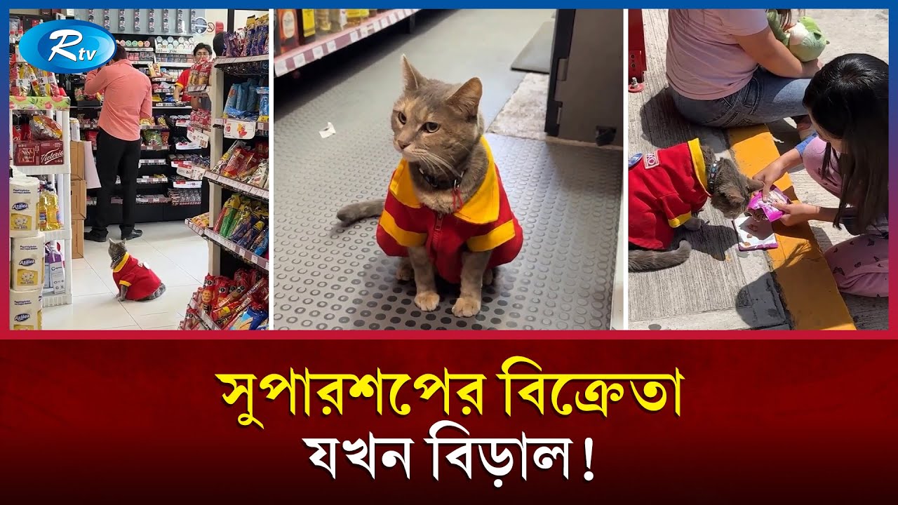সুপারশপে যেন চাকরি পেল বিড়াল! | Working Cat | Rtv News