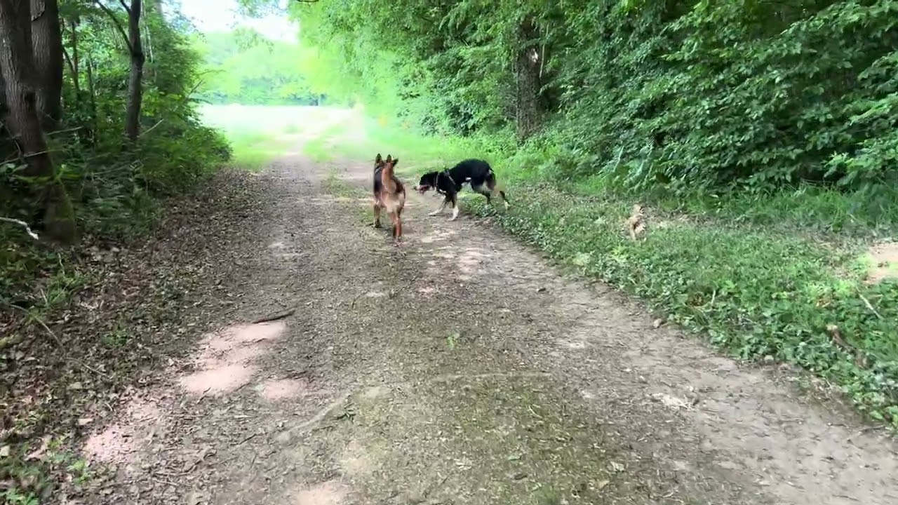 Grosser Schweizer Sennenhund/ Grand Bouvier Suisse/Vamos und seine Freunde