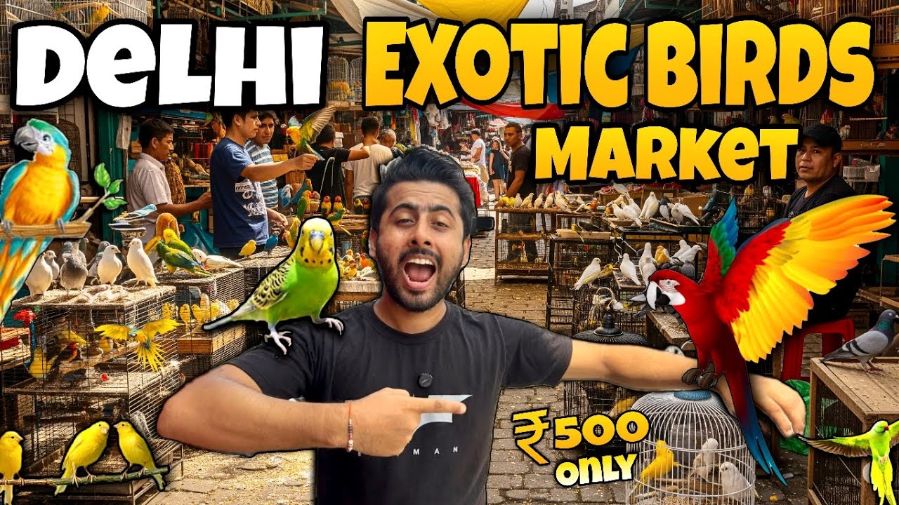 Delhi lal quila Birds market 🦜🕊️  || Exotic birds market || cheapest price loot hi loot hai bhai 