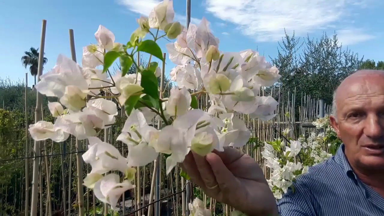 Bougainvillea: consigli per avere delle belle piante con generose fioriture
